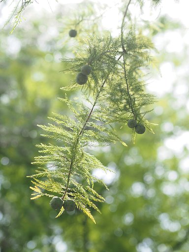 Let It Green(2017SummerV1)