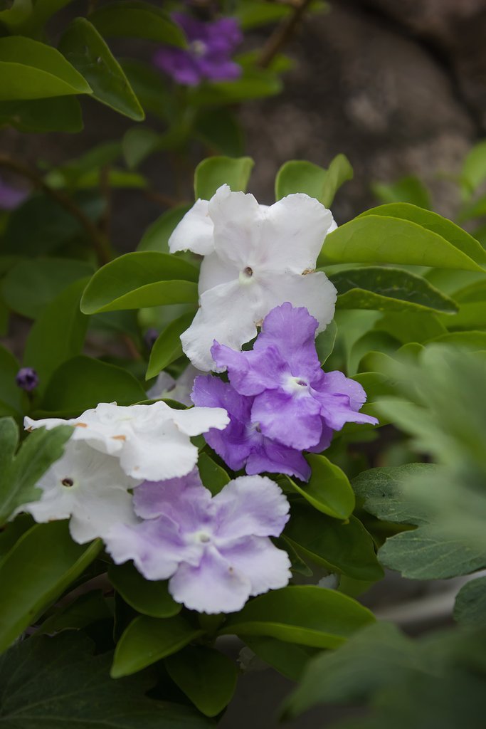 ニオイバンマツリ切り戻し花