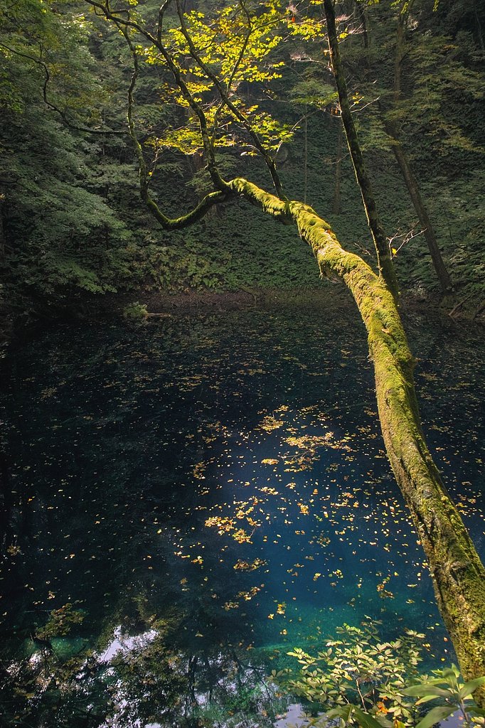 青沼