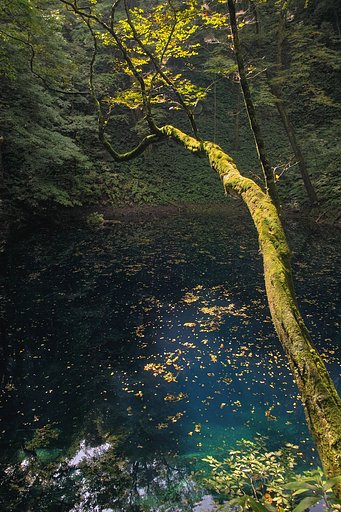 青沼