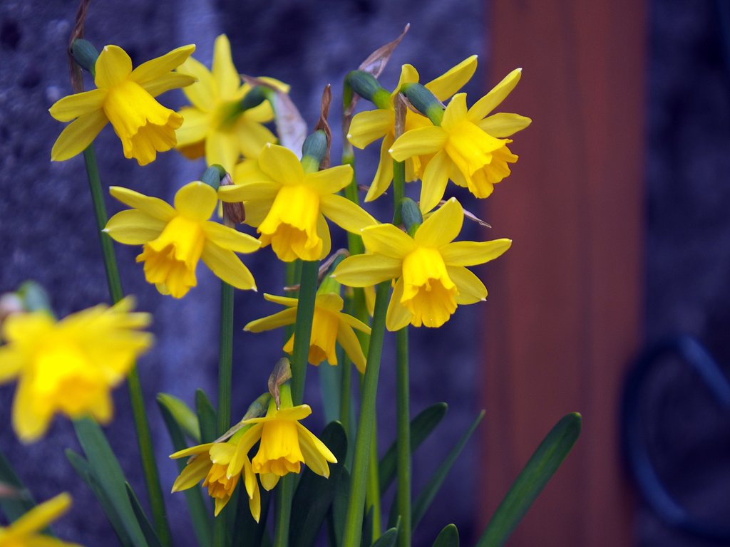 冬の花　２