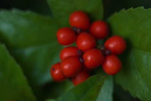 12月13日の写真