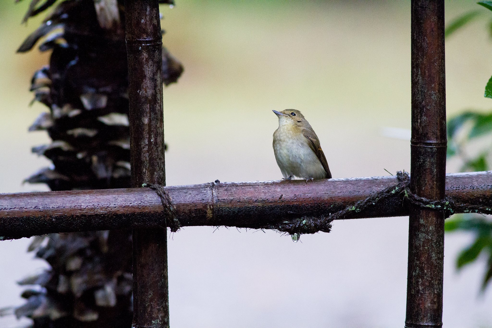 キビタキ♀