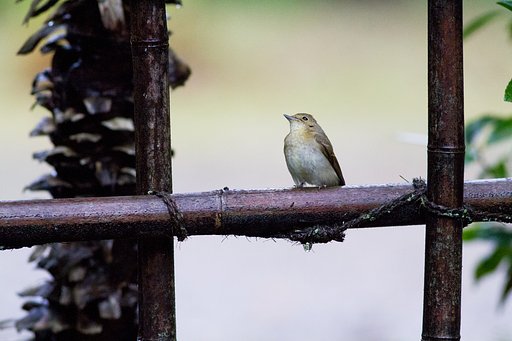 キビタキ♀