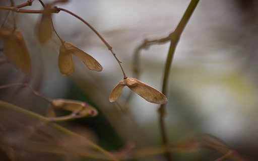 枝垂れ楓その後