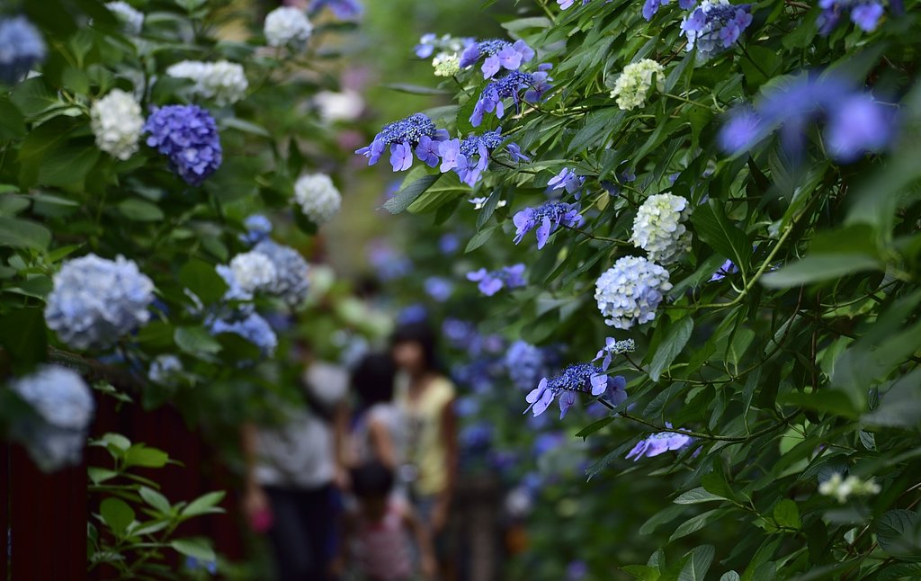紫陽花寺の参道 2