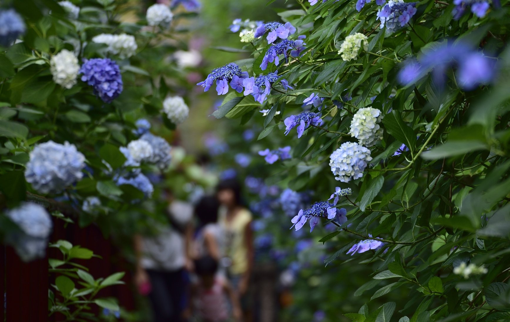 紫陽花寺の参道 2