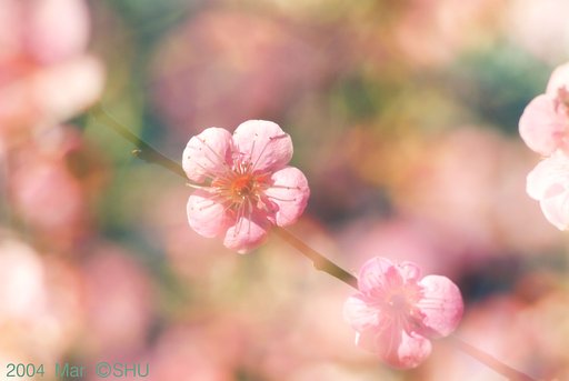 紅梅
