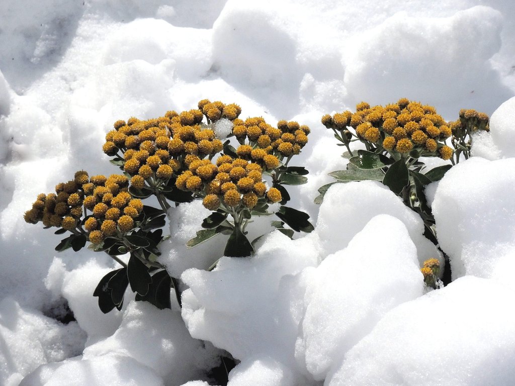 雪中花