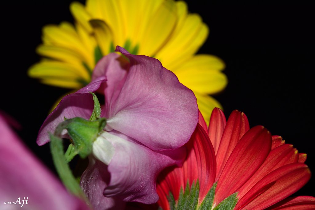 gerbera