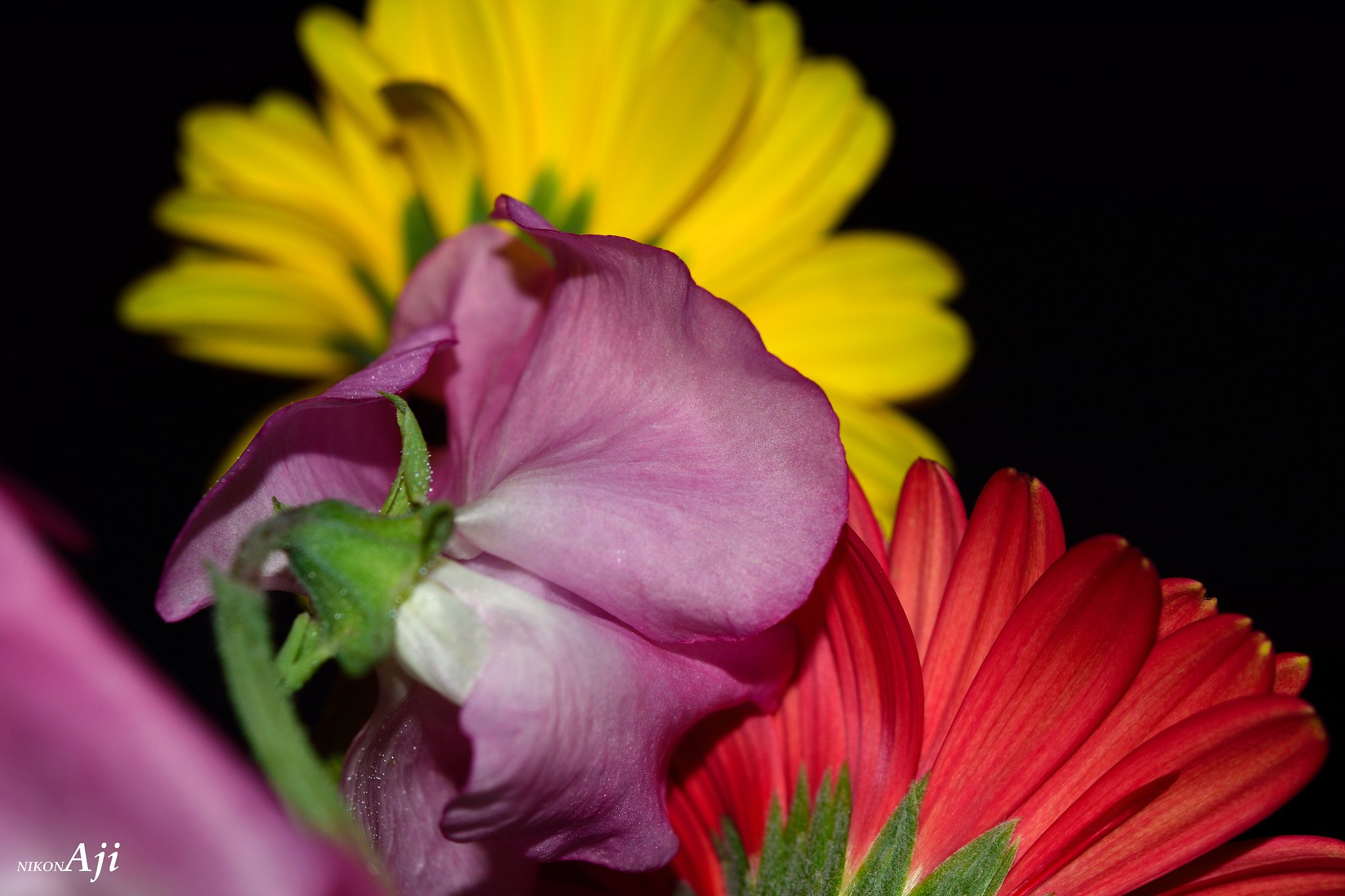 gerbera