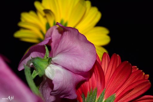 gerbera