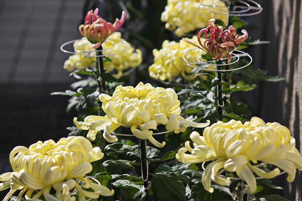 大輪菊たち