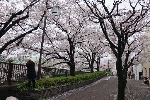 「美女桜」