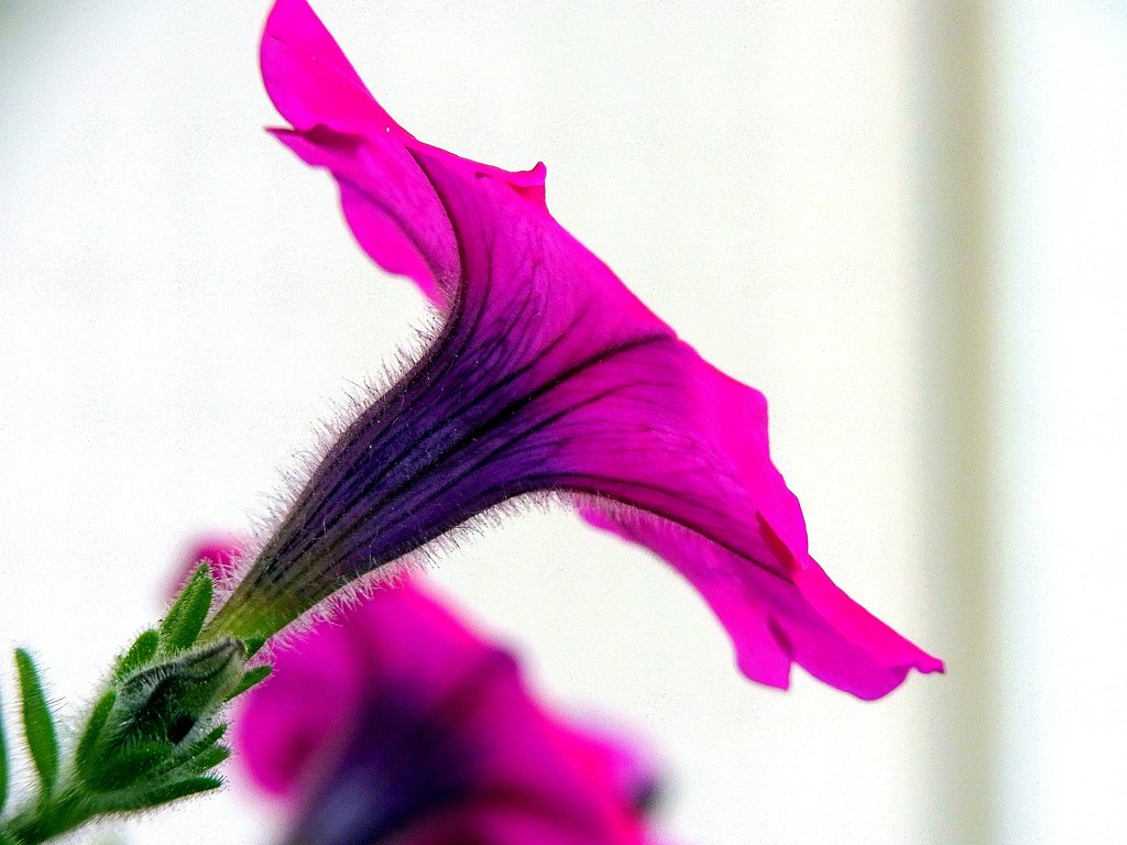 冬の花