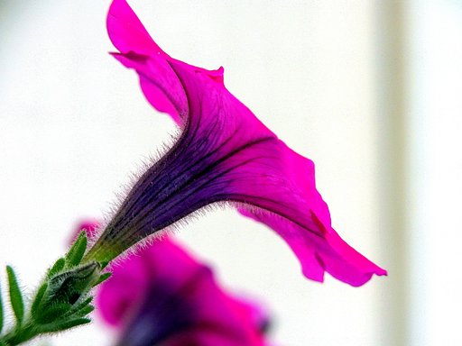 冬の花