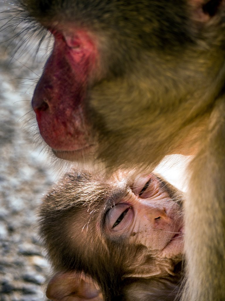 【犬とか猫とか動物たち】親子
