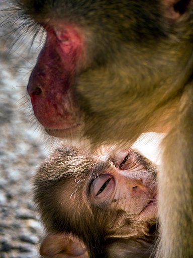 【犬とか猫とか動物たち】親子