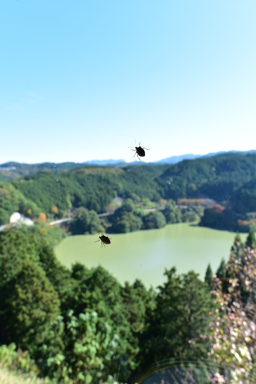 カメムシの居る風景