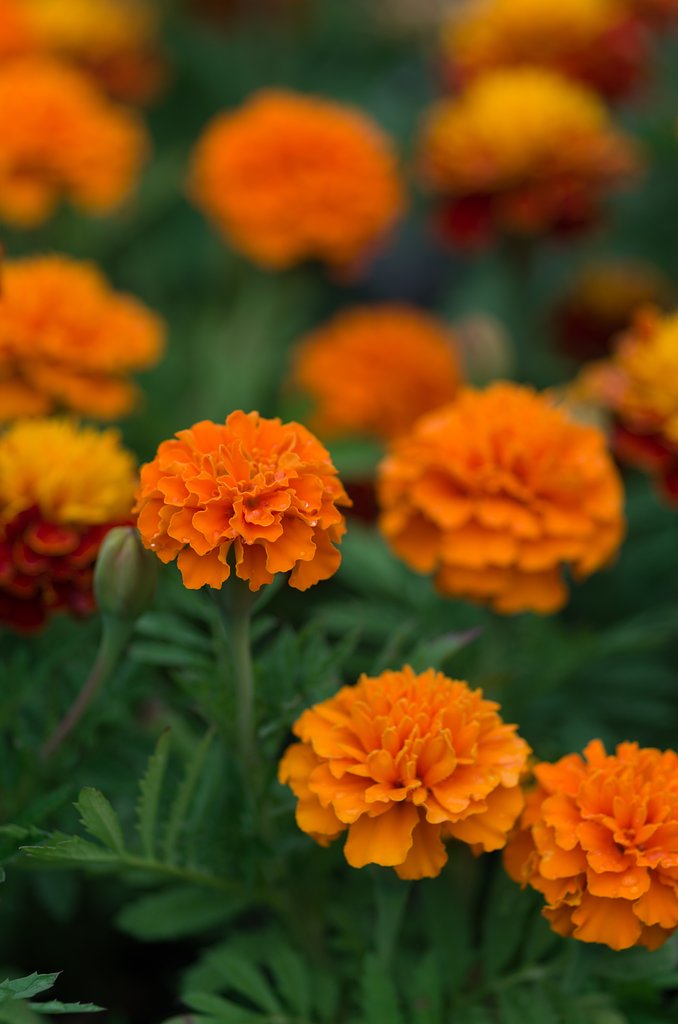 フレンチマリーゴールド