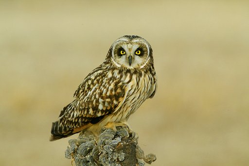 コミミズクどす