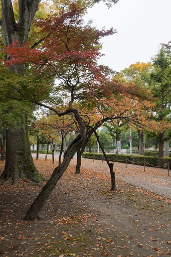 散歩道の紅葉１