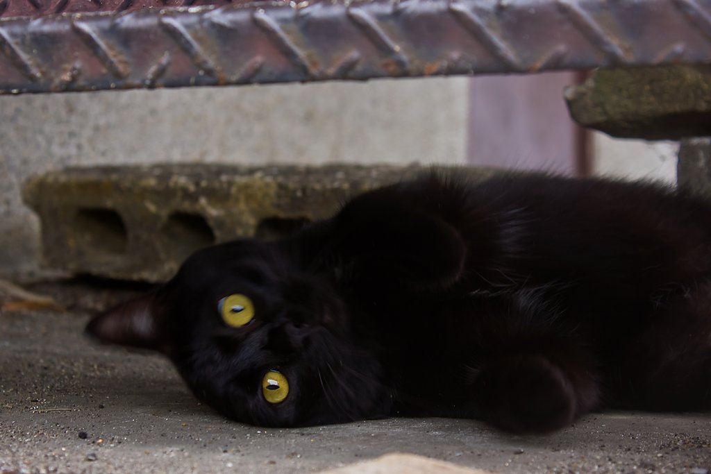 赤い首輪の黒猫
