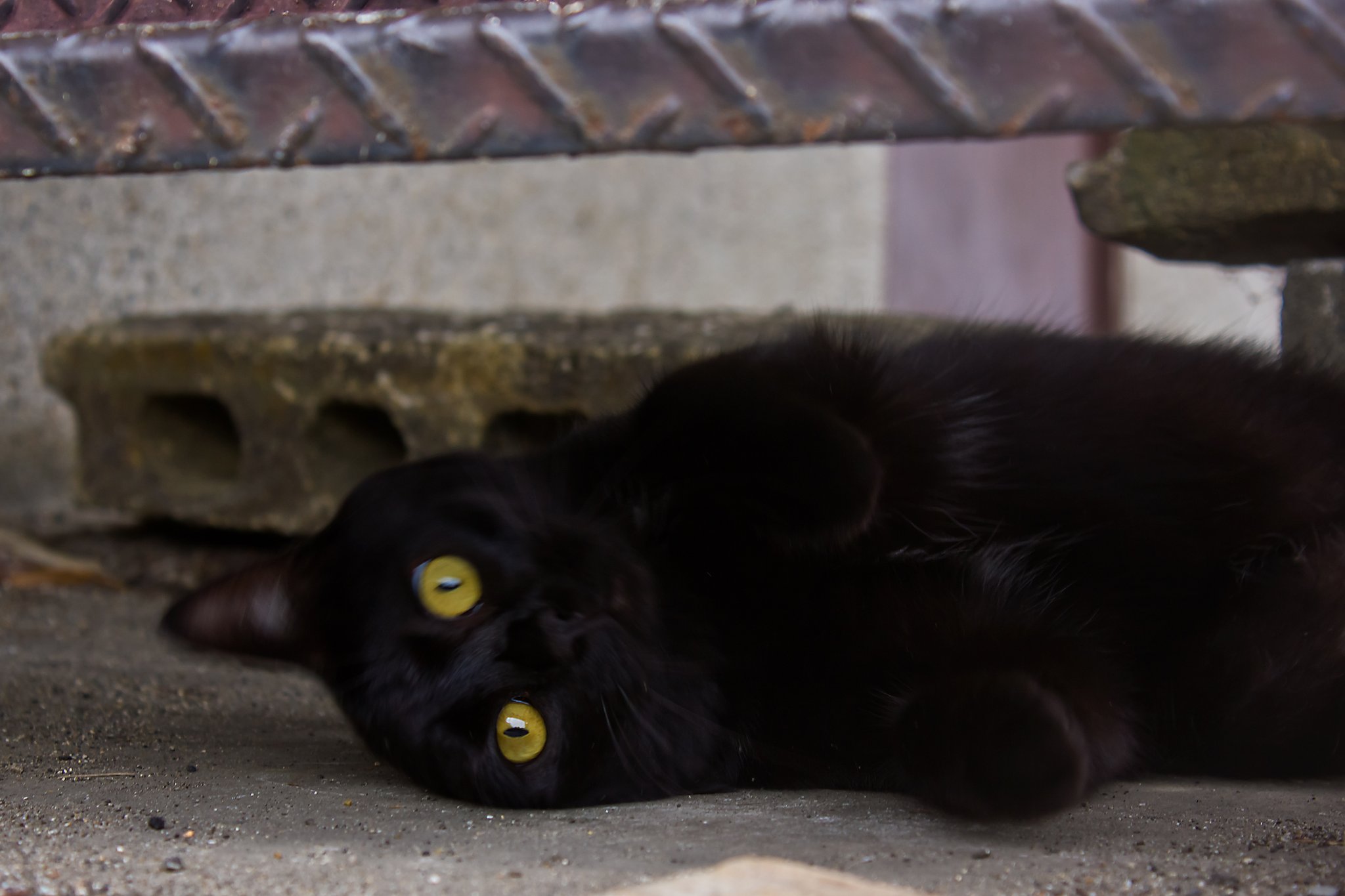 赤い首輪の黒猫