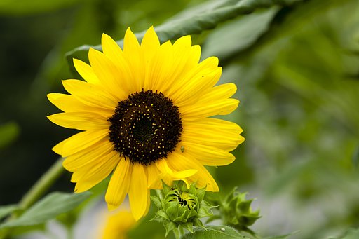 夏の花