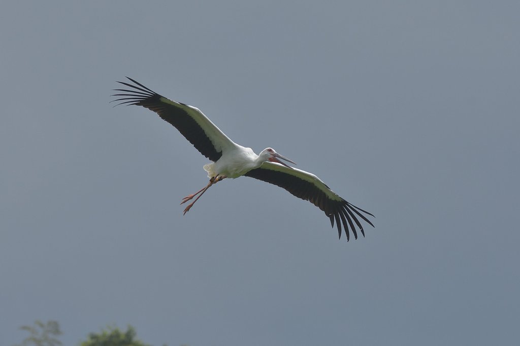 コウノトリ