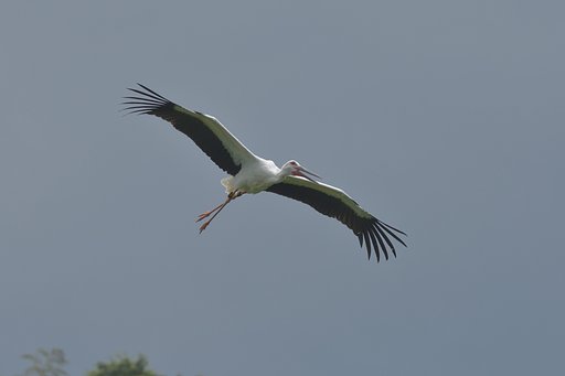 コウノトリ