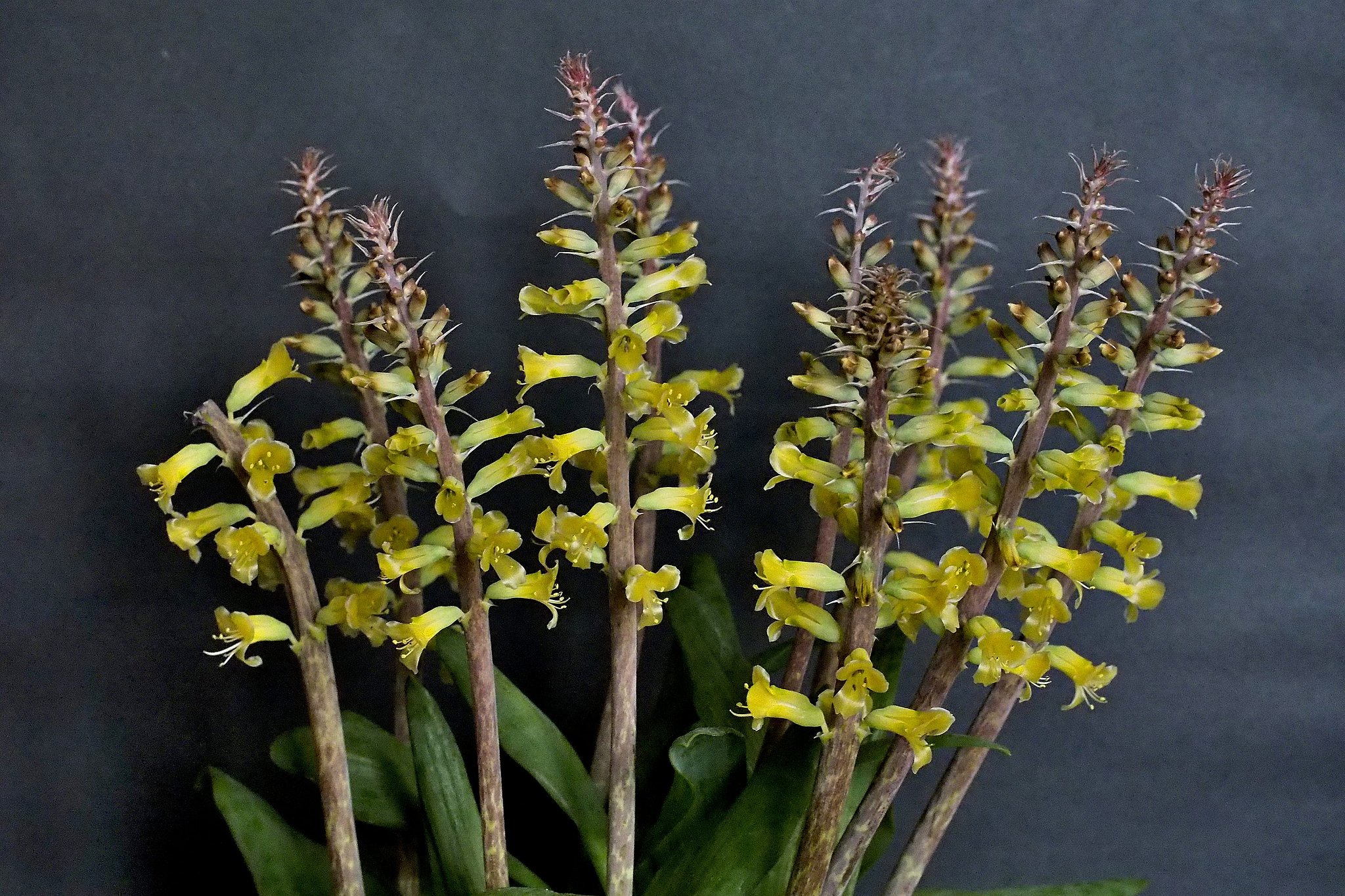 Lachenalia　‘Romaud’　