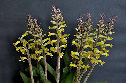 Lachenalia　‘Romaud’　