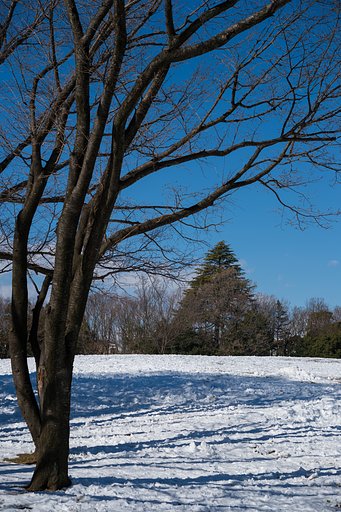 残雪