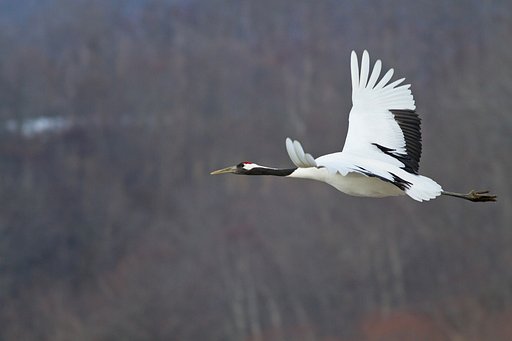 Grus japonensis