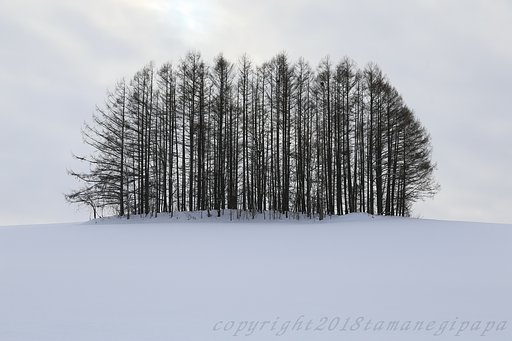 背比べ