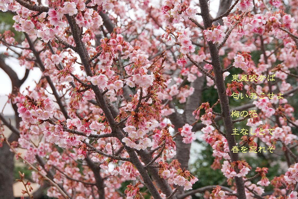 梅・開花