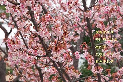 梅・開花