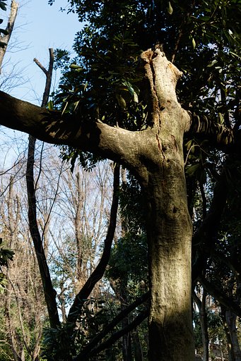 森の悲鳴２