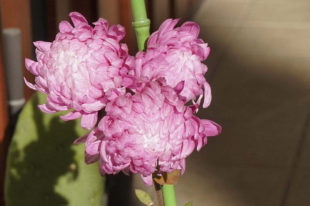 菊