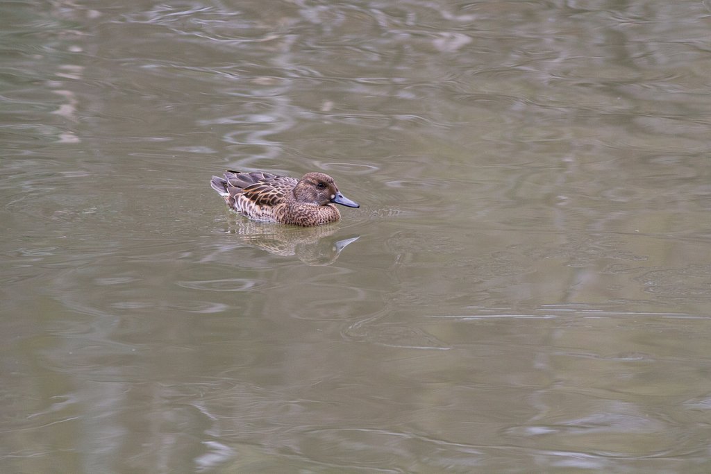 トモエガモ♀