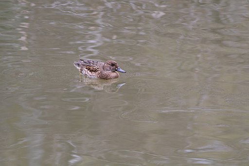 トモエガモ♀