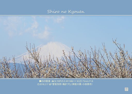 白の共演