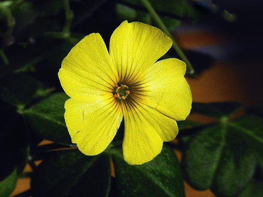 ツヤカタバミの花