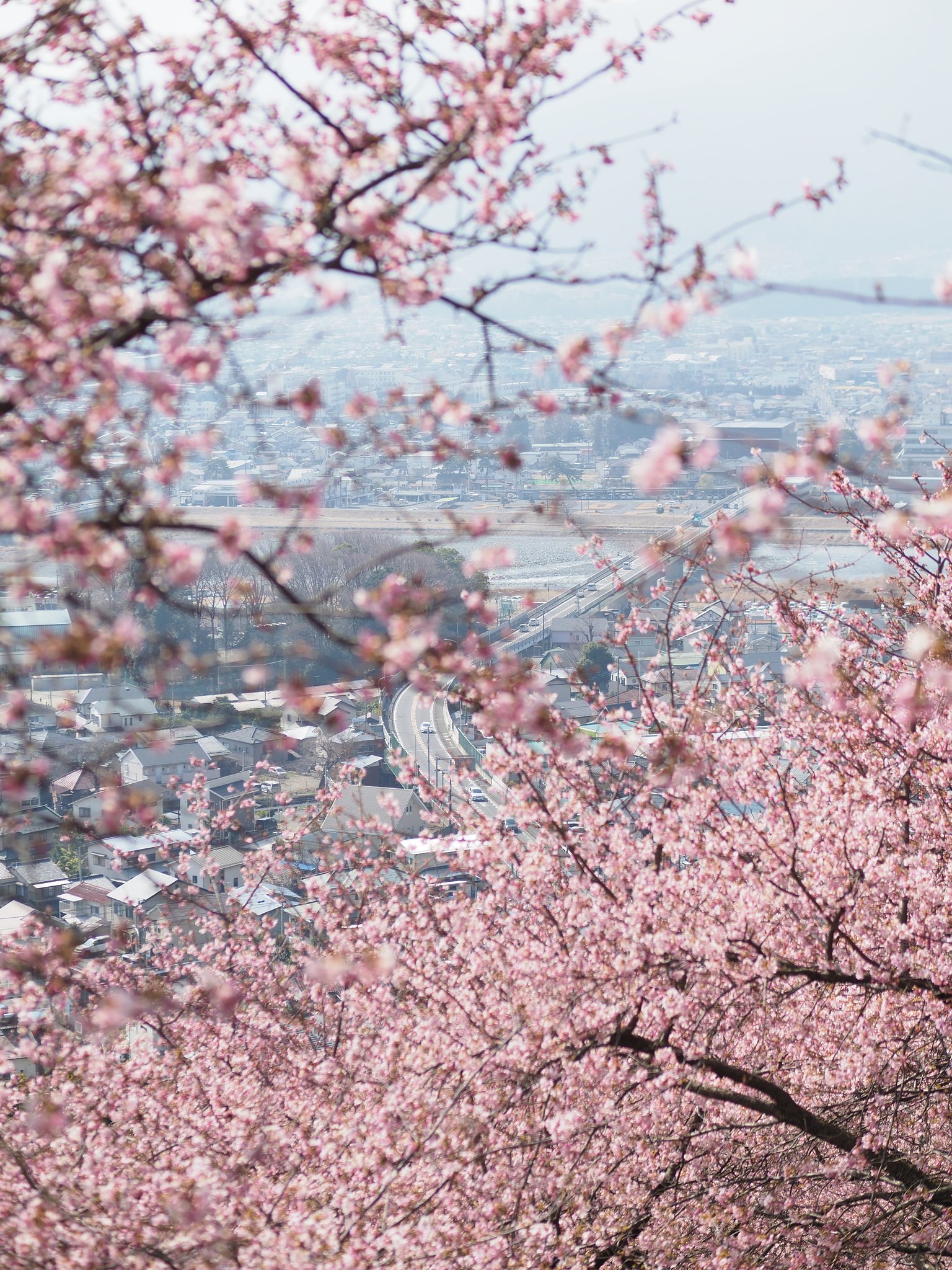 まつだ桜まつり
