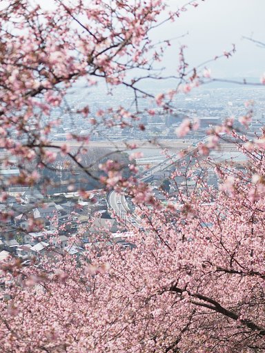 まつだ桜まつり