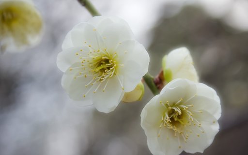 緑萼【白】梅