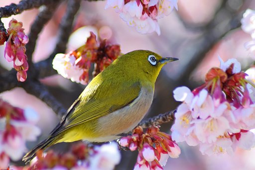 満開の桜と鶯