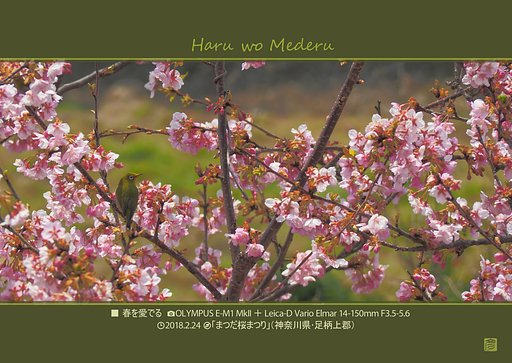 春を愛でる