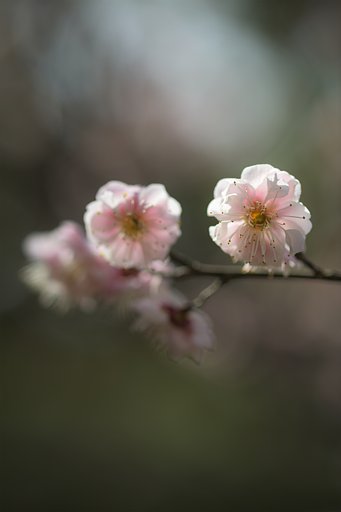 明日から梅まつり